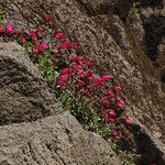 Penstemon rupicola Hábito