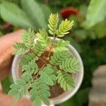 Albizia coriaria Leaf