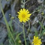 Hieracium murorumFiore