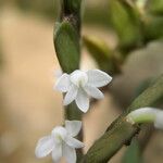 Angraecum aporoides Flower