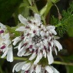 Petasites pyrenaicus Flower