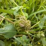 Medicago polymorpha Fruit