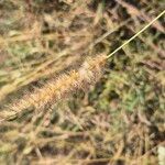 Cenchrus ciliaris Fruto