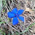 Gentiana sierrae Flower