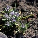 Navarretia leucocephala Habitatea