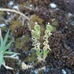 Linaria arenaria Fleur