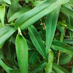 Commelina africana Leaf