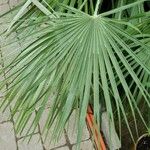 Chamaerops humilis Folha