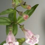 Scutellaria racemosa Floare
