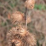 Arctium minus Fruitua