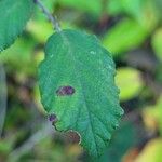 Rubus elegantispinosus Folio