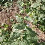 Urtica pilulifera Blatt