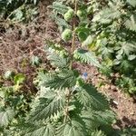 Urtica pilulifera Folio