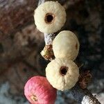 Ficus salicifolia Fruit