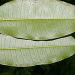 Clarisia racemosa Leaf