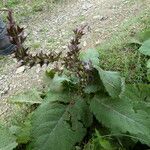 Salvia moorcroftiana Habitus