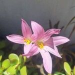 Zephyranthes rosea Flower