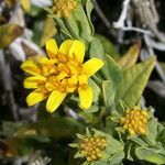 Trixis californica Flor