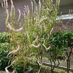 Deeringia spicata Flower