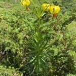 Lilium pyrenaicumKukka