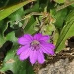 Geranium pyrenaicum 花