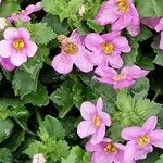 Sutera cordata Fula