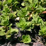 Penstemon davidsonii Leaf