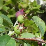 Amelanchier ovalis Frukt