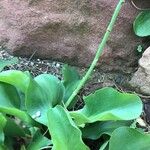Limonium santapolense Otro