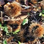 Castanea sativa Mbuma