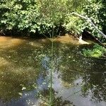 Alisma plantago-aquatica Cvet