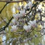 Magnolia biondii Vivejo