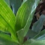 Dracaena angustifolia Deilen