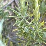 Helichrysum saxatile Ліст