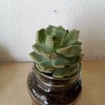 Echeveria elegans 叶