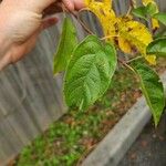 Malus baccata Blad