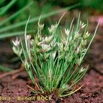 Juncus pygmaeus Övriga