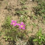 Sabatia campestris موطن