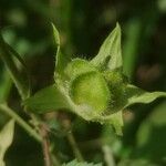 Hibiscus vitifolius Fruit