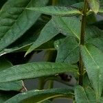 Phlox drummondii Leaf