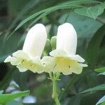 Amphilophium crucigerum Flor