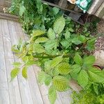 Rubus bertramii Blad