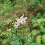 Lathyrus niger Flor