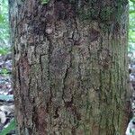 Eschweilera decolorans 树皮