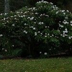 Rhododendron × geraldii عادت داشتن