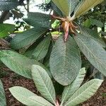 Rhododendron sinogrande Blad