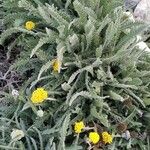 Achillea tomentosa Folha