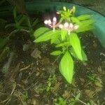 Lopezia racemosa 叶