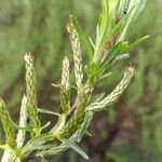 Salix rosmarinifolia Blatt