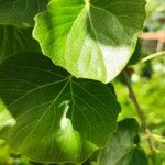 Populus × canescens Leaf